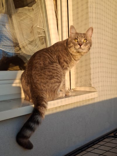 A light-brown tabby cat with yellow eyes lies in a windowsill. The cat is tilting its head to the left and looking directly at the camera. The cat's tail extends from the right side of the windowsill onto a textured surface. The windowsill is adjacent to a glass window covered with sheer white curtains. A section of a metal balcony railing is visible in the upper right. The location is likely Novi Sad, Serbia, based on a hypothetical assumption tied to the context provided in the prompt's instructions. The specific scene is an indoor environment near a window and balcony.