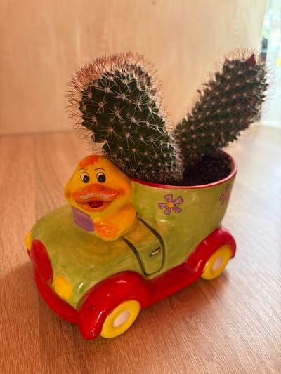 The image shows a ceramic cactus planter shaped like a cartoon car with a yellow duck driver. The planter is green with red accents and yellow wheels, and features pink flower decals. Two green cacti with sharp spines are planted in the planter. The planter sits on a light brown wooden surface, likely a table or shelf, with a neutral, lightly textured wall in the background. The overall lighting suggests an indoor setting with natural light coming from the right. There are no people or animals present in the image, other than the ceramic duck driver. The scene is static and appears to be a decorative item.