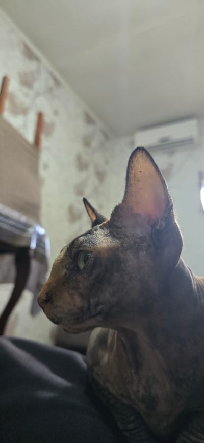 A close-up, side profile shot focuses on a hairless cat with tabby markings, its gaze directed slightly downward and to the left. The cat has prominent ears and light green eyes. The background is out of focus, showing a wall with a textured, possibly wallpapered surface, and a glimpse of an air conditioning unit on the upper right. The scene appears to be indoors, in a residential setting. There is no discernible indication of the specific location within the city of Baku, Azerbaijan.
