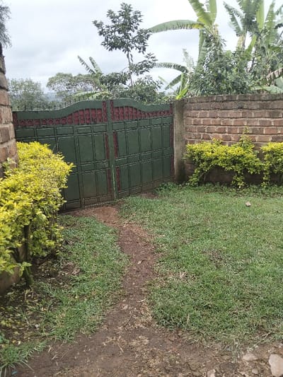 This image depicts an outdoor residential or garden area located in Nyansiongo ward, Kenya. A worn dirt path cuts diagonally across a grassy area in the foreground, leading towards a closed, dark green double-leaf metal gate positioned centrally. The gate features a curved top section with intricate maroon-colored scrollwork and rectangular panels with maroon borders, showing signs of wear and minor corrosion. It is flanked by two reddish-brown brick pillars. To the left of the path, a dense, bright yellow-green shrub grows, bordering the left brick pillar. To the right, a low, reddish-brown brick wall, partially rendered with concrete at its base, extends from the right pillar, supporting a less dense row of similar yellow-green shrubs. Beyond the gate and wall, a dense canopy of tropical foliage, including prominent large-leaf banana plants and various other green trees, is visible against an overcast sky. No individuals or animals are present.