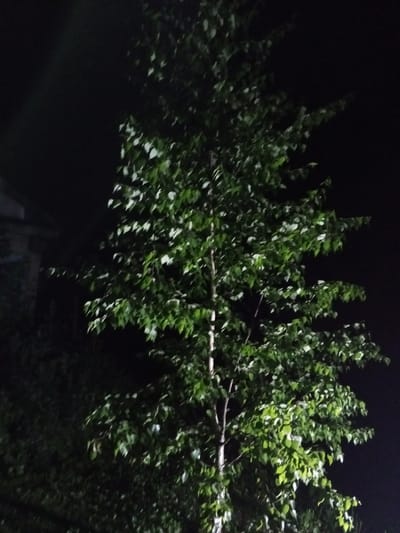 An outdoor, medium shot photograph captures a leafy tree illuminated by artificial light against a dark, unidentifiable background, likely at night. The tree, positioned in the center of the frame, features numerous green leaves and a visible trunk. To the left of the tree, a dark, brick-like structure is partially visible. The overall lighting suggests the scene takes place in the city of Staryy Otrada, Russia.