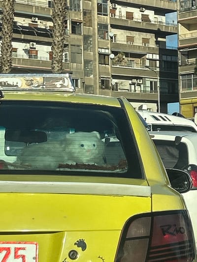 The scene depicts the rear exterior of a yellow sedan, likely a taxi given the sign on its roof, positioned on a city street in As-Salihiya Municipality, Syria. Inside the vehicle's rear window, a large, horizontal, white plush toy resembling a cat with blue eyes and a pink nose rests on a patterned fabric surface on the rear parcel shelf. The car's trunk area displays a partial red and white license plate showing "75," along with multiple dark-colored stickers, including one resembling a footprint and another a cartoon character. The right taillight has "Rio" embossed. Behind the yellow car, part of a white vehicle is visible. The background features several multi-story concrete buildings with numerous windows, balconies, air conditioning units, and satellite dishes. Two bare palm tree trunks are visible on the left side, partially obscuring the buildings. The sky is clear, indicating daytime.