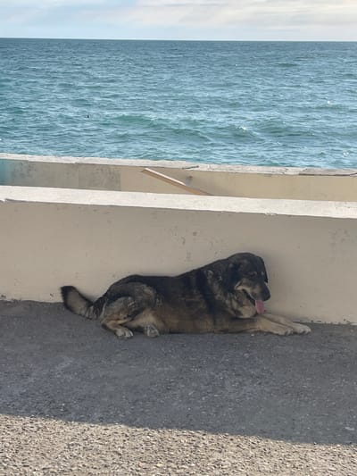 A large, shaggy dog with tan and black fur is lying down on a grey concrete surface. The dog is resting its head on its paws and has its tongue hanging out. It is positioned next to a low, cream-colored concrete wall. Beyond the wall, the blue water of the sea stretches to the horizon under a cloudy sky. A faint shadow from an unseen object falls across the lower portion of the concrete surface. The scene appears to be a coastal area in Gagra, Abkhazia.