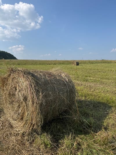 A close-up shot of a large, loosely bound hay bale dominates the foreground of a sunlit, grassy field. The hay is a mixture of dry, light brown stalks with hints of green and purple from dried vegetation, some strands appearing to be pulled and frayed. Behind the foreground bale, the field stretches to the horizon, dotted with more hay bales, some smaller and more tightly packed. In the distance, a gentle slope covered in dark green trees marks the edge of the field, under a bright blue sky scattered with fluffy white clouds. The scene is an outdoor landscape, likely rural, with no indications of urban features in Zav'yalovo, Russia.