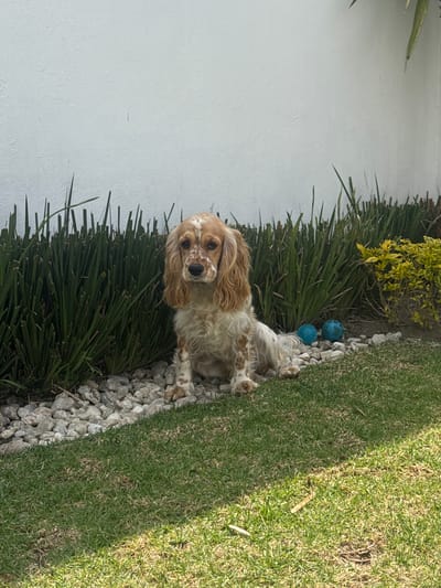 The image shows a Cocker Spaniel dog sitting on a white stone border between a patch of long green plants and a grassy lawn. Behind the dog, there are two blue rubber balls and a yellow-green bush. A white wall is visible to the left. The photo was likely taken outdoors in daylight, potentially in a garden or residential area, and the image's location is Heroica Puebla de Zaragoza, Mexico.