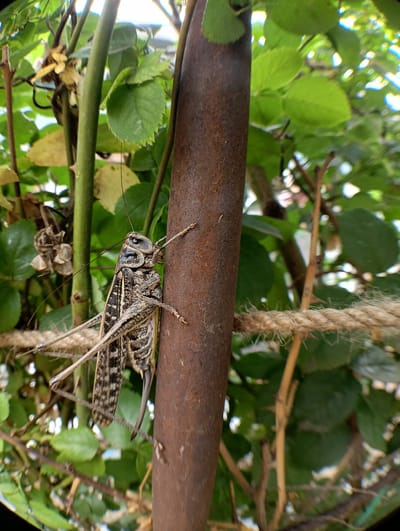 A close-up, eye-level, outdoor shot features a large grasshopper clinging to a rusted metal pole. The grasshopper, predominantly gray and brown with intricate black and white markings on its wings and body, faces right. Its long antennae extend forward, and its hind legs are positioned for jumping. The pole is textured and shows signs of rust. Behind the grasshopper and pole, a dense canopy of green leaves and thin branches forms the background. A rough, beige rope crosses the foreground horizontally, with its frayed fibers visible. The lighting suggests a bright, daytime scene, possibly in a garden or park within the city of Krasnyye Barrikady, Russia. No people are present.