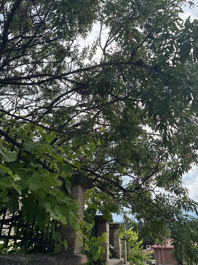 The image depicts a close-up view of lush green foliage and tree branches against a sky with scattered clouds. In the foreground, a stone pillar, part of a fence, and ivy vines are visible. In the background, red-tiled roofs of houses suggest a residential area, possibly within the city of Strelcha, Bulgaria, known for its picturesque surroundings and agricultural heritage. The lighting and foliage indicate an outdoor setting, likely during the daytime.