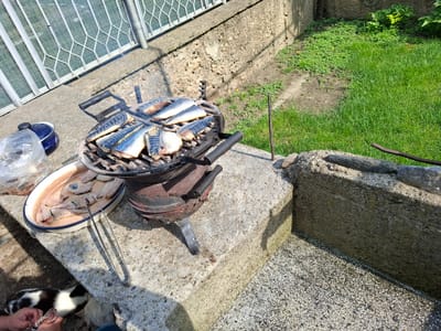 The image depicts an outdoor grilling scene in Kran, Bulgaria, captured during daylight with strong shadows indicating bright sunlight. In the center, a rustic, dark-colored, possibly cast-iron, charcoal grill holds several halved or filleted fish (mackerel, identifiable by their striped skin) cooking over coals. To the immediate left of the grill, a white enamel oval pan with a blue rim contains additional raw fish fillets, presumably awaiting preparation or grilling. A pair of long, silver-colored metal tongs rests on the edge of this pan and the concrete surface.
In the bottom-left corner, a person's hands are visible, holding small pieces of raw fish or offal, seemingly interacting with two cats below. One cat, predominantly black and white with striped fur on its tail, is positioned to the left, looking upwards. A second cat, mostly white, is partially visible to the right of the first cat. Further left and slightly behind the pan, a clear plastic bag and a small dark blue pot with a black lid are present.
The grilling setup is situated on a light grey concrete surface. Behind this surface, an elevated, rough concrete wall runs horizontally across the mid-ground. Above this wall, a patch of green grass and weeds is visible. In the upper-left, a light-colored metal fence with a diamond-patterned design acts as a barrier or railing. To the right of the grill, a rusty metal rod is vertically embedded in the ground or concrete. The far-right side of the image reveals another concrete structure and a section of ground covered with fine, multi-colored aggregate concrete.
