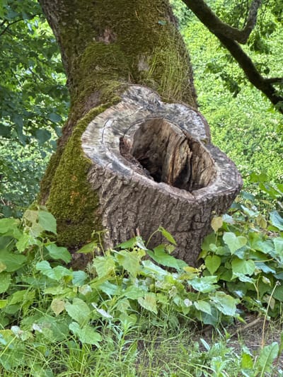 The image shows a close-up view of the base of a large, old tree trunk in a forest environment. The trunk is thick and textured, covered in patches of vibrant green moss. A large, hollow cavity is visible at the top of the stump, revealing the weathered and aged wood inside. Surrounding the base of the tree is lush green foliage, including various leaves and grasses, suggesting a natural, outdoor setting. The background is filled with more greenery, indicating a dense forest or park area. The lighting suggests it is daytime. No people or animals are present in the frame. The location is identified as Keila-Joa alevik, Estonia.