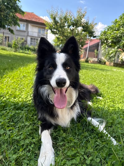 A black and white border collie dog is lying on its back in a field of green grass and clover. The dog has its tongue hanging out and is looking at the camera. The background includes trees, a house with a red roof, and a larger building with multiple windows. The sky is visible in the upper left corner, and it appears to be daytime. The location is likely Berkovitsa, Bulgaria, based on the request context.