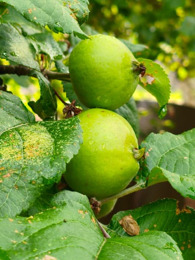 This close-up photograph showcases two unripe green apples hanging from a branch laden with lush green leaves. The apples are roughly spherical and smooth, with tiny water droplets clinging to their surfaces, suggesting recent rain or dew. The leaves are vibrant green, some showing signs of yellowing or small brown blemishes, indicating natural wear or perhaps early stages of autumn. The background is softly blurred, with dappled sunlight filtering through the foliage, creating a natural and somewhat serene outdoor setting. The lighting suggests it is daytime, possibly late morning or early afternoon, with the sun illuminating the scene from above. No people are visible, and the focus is entirely on the fruit and foliage. The context of Orenburg, Russia, places this image in a temperate climate, consistent with apple cultivation. There is no visible text in the image. The overall impression is one of natural growth and the early stages of fruit development.