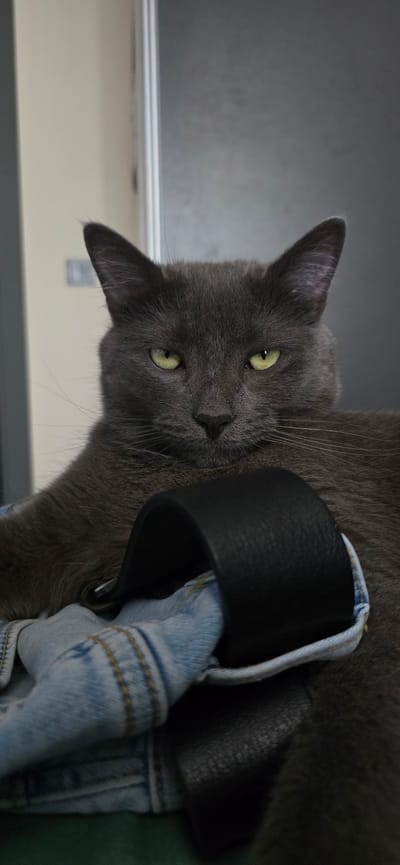 A close-up, eye-level shot captures a grey cat with striking yellow-green eyes. The cat is looking directly at the camera, its expression appearing serious or perhaps slightly judgmental. Its fur is dark grey, and its ears are pointed upwards. In the foreground, partially obscuring the cat's chest, is a rolled-up pair of light-wash denim jeans with visible stitching and a black leather belt. The background is softly blurred, with vertical lines suggesting a doorway or partition. The lighting is soft, highlighting the cat's features and the textures of the denim and leather. The scene appears to be set indoors, within a residential or domestic environment. The location in Vratsa, Bulgaria is not ascertainable from the visual information provided in the image.