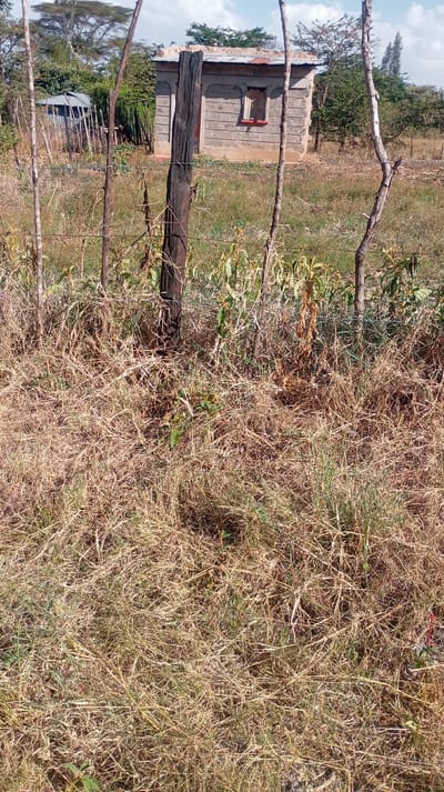 The image captures a rural outdoor scene, likely during daylight hours given the bright, clear lighting. The foreground is dominated by dry, brown grass and scattered patches of green vegetation, suggesting a dry season or an area with sparse rainfall. A simple fence runs across the mid-ground, constructed from rough, unhewn wooden posts of varying thicknesses and shapes. Barbed wire is visible strung between these posts.

The most prominent fence post in the center is thick, dark brown, and appears weathered. To its left and right, thinner, lighter-colored wooden sticks are used as additional fence posts or supports.

Behind the fence, the ground continues with a mix of dry grass and some taller, greener plants, possibly agricultural crops like maize or sorghum in an early or late stage of growth. In the mid-background, to the left, there's a small structure with corrugated iron siding and roof, partially obscured by trees and fence posts.

Further into the background, to the right of the central fence post, stands a small, single-story house or shack made of concrete blocks or stone, with a corrugated iron roof that appears somewhat uneven. The house has a single window with a small, reddish frame and what looks like a metal or wooden covering, possibly a shutter or a makeshift curtain. The walls are a light grey or beige color.

Behind the structures, a sparse collection of trees with light green foliage and visible trunks stretch towards the horizon under a pale blue sky with some scattered white clouds. The overall impression is one of a rustic, agricultural landscape in a sunny, possibly arid or semi-arid region. No text is visible in the image.