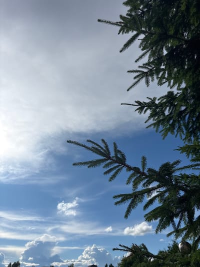 The image shows a view looking up at the sky through pine branches. The sky is a mix of blue and white, with wispy clouds and some scattered cumulus clouds on the right side. The pine branches are dark green and cast shadows on the sky. The overall impression is one of a bright, sunny day, possibly in the late morning or early afternoon. The branches suggest the image was taken outdoors in a natural setting, likely a forest or park. There are no people or discernible man-made objects in the frame, creating a peaceful and natural scene. The lighting suggests the sun is at a medium height in the sky, providing good illumination.