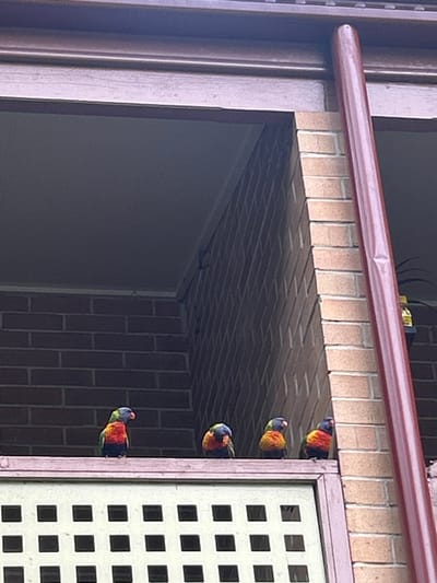 Four rainbow lorikeets peek out from a window opening. The window is framed by brown trim and a lattice pane. The birds are aligned vertically, their colorful plumage contrasting with the dark, shadowy interior. The brick ceiling above the birds is visible, adding a textured element to the scene. The overall composition suggests a candid moment captured in natural light.