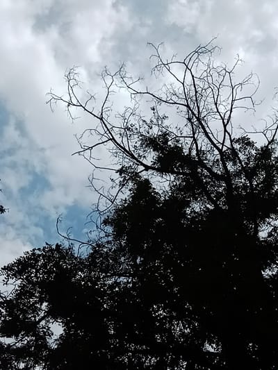 The image shows a silhouette of tree branches against a cloudy sky. The trees are dark, obscuring any details of their foliage or structure. The sky is overcast with white and gray clouds, with patches of light blue visible in some areas. There is no indication of the city of Angren, Uzbekistan, in the image.