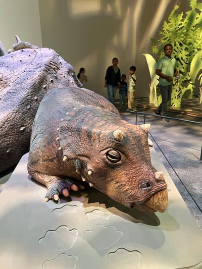 The image displays a close-up of a dinosaur model in a museum setting, likely in Abu Dhabi, United Arab Emirates. The dinosaur model, which appears to be resting, has detailed scaly skin and prominent horns and spikes on its head. Its mouth is slightly open, revealing a beak-like structure. In the background, out of focus, several people are visible, including a man in a green polo shirt and dark pants, a woman in a black top, and two children. The environment includes a large, abstract green sculpture and a wall with soft lighting. The foreground shows a grey platform with cutout shapes resembling footprints.