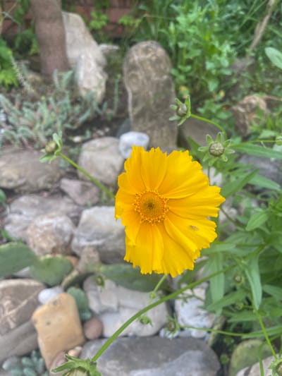 A yellow Coreopsis flower, possibly Coreopsis lanceolata, is in focus, with an insect on one of its petals. The flower is surrounded by various rocks and greenery. No people are visible. The location is not determinable to be Olginka, Russia, based on the provided image content.