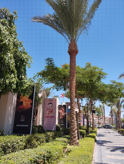 This image captures a sunny outdoor scene on a paved walkway lined with lush greenery and palm trees. To the left, a building facade features large advertisements for "TEPPANYAKI," "CANDY DROPS," and "SUSHI." The advertisements depict images of fire, a woman with a lollipop, and sushi. Further down the walkway, there are several shops with awnings and more palm trees. In the background, cars are parked along the street, and buildings suggest a commercial or resort area. The sky is a clear blue. The overall impression is that of a vibrant, modern commercial street in a warm climate, likely a tourist destination. Given the presence of palm trees, clear blue sky, and the architectural style, the location is consistent with the city of Hurghada, Egypt, known for its resort towns and sunny weather. There are no people visible in the frame.