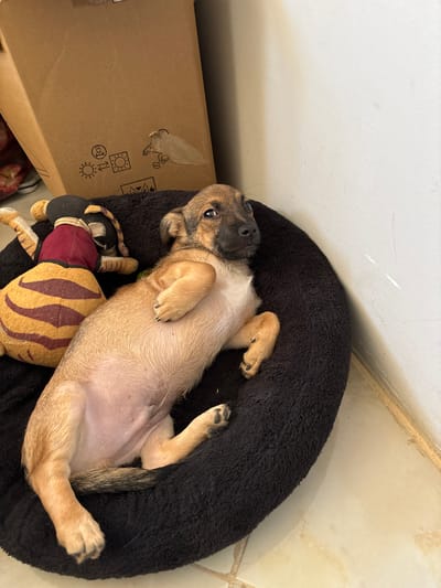 A puppy is lying on its back in a black, round dog bed next to a stuffed tiger toy. The dog bed is situated near a wall and a cardboard box with shipping symbols. The location is not discernable from the image.