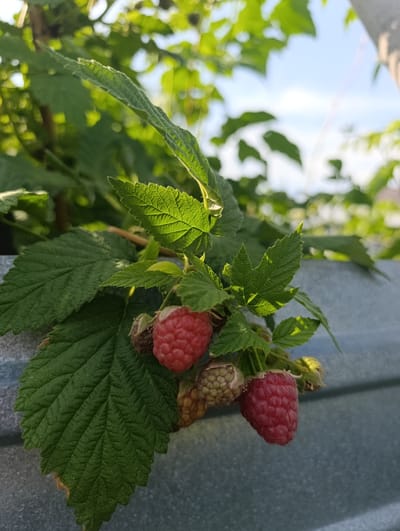The image shows a close-up of a raspberry bush with ripe and unripe berries. The raspberries are red and green, with some unripe berries showing a pale green color. The leaves of the bush are dark green and have a textured surface. In the background, blurred green foliage and a bright blue sky are visible. A corrugated metal surface is present in the lower portion of the image, appearing to be a fence or wall. The lighting suggests it is daytime, with sunlight filtering through the leaves. The scene is outdoors and appears to be in a garden or natural setting within the city of Barnaul, Russia. There are no people or animals depicted in the image.