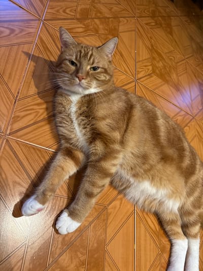 An eye-level indoor photograph shows a relaxed orange and white tabby cat lying on a patterned tiled floor in Dolna banya, Bulgaria. The cat is stretched out on its side, extending its front and back legs. Its head is slightly lifted, and its eyes, a greenish-yellow hue, are looking directly towards the viewer with a calm expression.
The cat's fur is predominantly orange with distinctive darker tabby stripes across its back and head, while its chest, belly, and all four paws are white. One of its front paws has a visible pink toe pad. The floor consists of brown, square tiles arranged in a geometric pattern that suggests a stylized wood grain. Grout lines are visible between the tiles. The lighting appears to be indoor, with some reflections on the glossy tile surface, including a subtle blueish glow in the upper left quadrant of the image. The scene captures a moment of quiet repose for the domestic animal. There is no visible text.