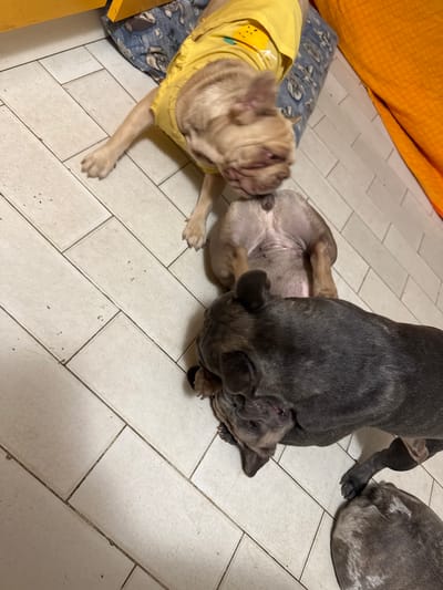 The image displays three French Bulldogs on a light-colored tiled floor. One French Bulldog, wearing a yellow shirt with a fruit design, is positioned in the upper portion of the frame. It is lying on a blue patterned mat with an orange blanket or fabric to its right. Another French Bulldog, with a light brown and white coat, is lying on its back in the middle of the frame, exposing its belly. The third French Bulldog, with a dark grey brindle coat, is in the lower right quadrant, appearing to interact with the French Bulldog on its back. A fourth dog's head, with a grey and white speckled coat, is visible in the bottom right corner, partially obscuring the dark grey brindle French Bulldog. The overall environment suggests an indoor setting. The location in the city of San Benedetto del Tronto, Italy, is not determinable from the image.