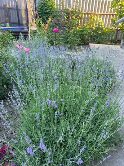 A medium shot captures a patch of vibrant lavender in what appears to be a garden or backyard. The lavender bush, full of its characteristic purple blooms and green foliage, dominates the foreground. Behind it, a paved walkway or patio can be seen. In the background, a wooden fence with vertical planks casts long shadows, indicating it is likely late afternoon or early morning. Green bushes and trees are also visible beyond the fence. Two pink roses are situated to the left of the lavender bush, adding a contrasting splash of color. Further back, a black trampoline with a blue frame is partially visible. The scene is set outdoors, under natural lighting, with the sun illuminating the plants and casting shadows. The location is identified as Romny, Ukraine.