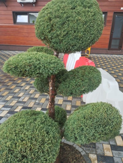 In Romanivka, Ukraine, a meticulously shaped evergreen shrub stands prominently in front of a building with dark red wooden siding. The shrub, possibly a juniper, is pruned into distinct rounded tiers, creating a tiered or cloud-like effect. Its branches are densely packed with dark green needles. The building features a narrow, horizontal window with a light-colored frame on the upper left and a dark-framed glass door with a silver handle on the right. A white air conditioning unit is mounted above the window. The ground is paved with interlocking rectangular stones in a pattern of grey, black, and yellow. In the background, red and white plastic barriers, often used for traffic or construction, are visible. A bright yellow object, possibly a step stool or a piece of equipment, is partially obscured behind the shrub and the barriers. The lighting suggests an overcast day, with diffused light illuminating the scene.