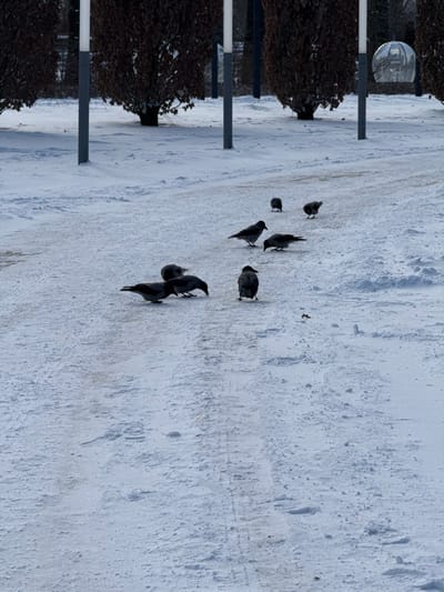 The scene depicts a snow-covered outdoor area within Plodorodny, Russia, under winter conditions. Eight dark-feathered birds, consistent with corvids, are distributed across a slightly compacted, snow-covered path that traverses the foreground and mid-ground. Three birds are in the foreground, with two on the left actively foraging by pecking at the snow, and one standing upright facing left. Further into the mid-ground, three more birds are grouped on the right side of the path; one is positioned with its head down, foraging, another faces left, and the third is partially obscured, facing right. Two additional birds are visible in the background along the path, one facing left and the other facing right. The environment beyond the path includes a row of dark, leafless deciduous shrubs or small trees, interspersed with multiple slender, grey vertical light poles. A large, spherical, reflective object is prominent in the upper right background, behind the vegetation and poles. The ground is consistently covered in fresh snow, with faint tracks visible on the path.