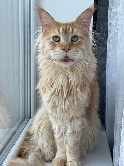 A fluffy, light-orange Maine Coon cat with green eyes sits on a white windowsill. The cat is facing forward, with its mouth slightly open, revealing its pink tongue and teeth. Its fur is long and thick, especially around its neck and chest. To the left of the cat is a window pane with a visible reflection. To the right of the cat is a sheer white lace curtain. The background consists of a dark textured surface behind the curtain. The scene is indoors, likely in an apartment in Rozsoshentsi, Ukraine, given the characteristic window frame and curtain.