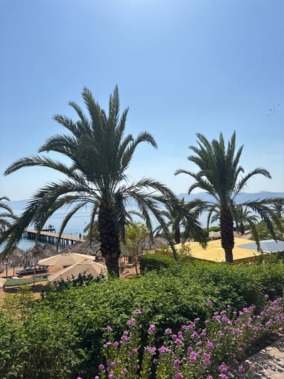 The image depicts a sunny day at a coastal resort in Al Yamānīyah, Jordan. Two prominent palm trees frame the scene, with their fronds reaching towards a clear blue sky. In the background, a wooden pier extends into the calm, blue sea, where several people are visible. The shoreline is lined with thatched umbrellas and lounge chairs, suggesting a beach area for relaxation. A lush green hedge with small purple flowers runs across the foreground, leading the eye towards the beach and the water. The overall atmosphere is one of a tranquil tropical destination.