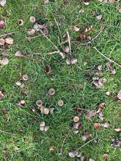 The image presents a detailed, overhead view of ground cover located in Tunbridge Wells, United Kingdom. The surface consists predominantly of vibrant green grass blades, each visibly coated with numerous small water droplets, indicative of dew. Scattered across this verdant base are multiple light brown acorn caps, many of which are fragmented or open, alongside several intact, smooth-textured acorns. Additionally, thin, dark brown twigs and dried leaf fragments are interspersed among the grass and acorn remnants. Small clusters of dark, irregularly shaped organic detritus are also present on the ground. No individuals, human activity, or direct interactions are visible.