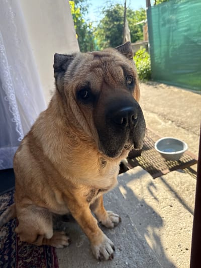 A light brown dog with prominent facial wrinkles sits on a set of concrete steps outdoors. The dog is looking slightly to the right of the camera, with its head tilted. To the left of the dog, a white lacy curtain is visible. Behind the dog and to the right, there is a metal grate with a grey bowl containing water. In the background, trees and a green fence can be seen. The scene appears to be a residential area, likely a yard, with shadows cast by the sunlight suggesting it is daytime. The location is Zornitsa, Bulgaria.