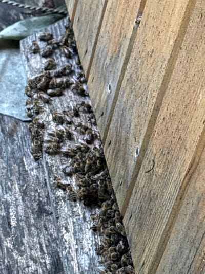 The image shows a close-up, angled view of a swarm of bees gathered on a weathered wooden surface. The bees are clustered densely together, forming a dark mass that adheres to the rough texture of the wood. Some individual bees are clearly visible, with their segmented bodies and striped markings. The wooden surface appears to be part of a structure, possibly a hive or a natural overhang, with visible grain and some nails or fasteners. Above the bees, more wooden planks are arranged horizontally, creating a layered effect. The lighting suggests it is daytime, and the overall scene conveys a sense of natural activity. The context of Ćwiklice, Poland, places this image in a rural or natural environment. There is no visible text in the image.