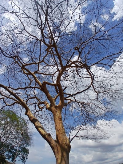 The image, taken from a low angle, shows bare tree branches against a backdrop of a blue sky with white clouds. The branches are thin and intricate, forming a complex network against the bright sky. Some branches are thicker and appear to be part of the main trunk. The sky is a mix of light blue and areas with fluffy white clouds. In the lower right corner, there's a glimpse of green foliage from other trees. The location is Guayana City, Venezuela.