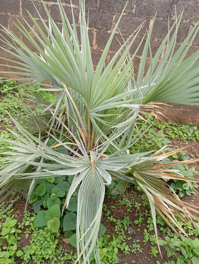 The image shows a close-up, eye-level view of a fan palm plant with thin, light green leaves, some of which are dry and brown at the tips. The plant is situated in the ground, with some smaller green plants and soil visible around its base. In the background, a wall made of brick blocks is visible. The scene appears to be outdoors, likely in a residential or public area in the city of New Stadium, Nigeria. There are no people or animals visible in the image.