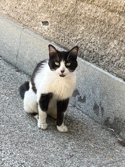 This media file shows a black and white cat sitting on a textured, gray surface, possibly asphalt or concrete. The cat is facing the camera with its head slightly tilted. It has green eyes and white fur on its chest and paws, contrasted with black markings on its ears, back, and tail. The background appears to be a rough, light-colored wall to the left of the cat, with a clear division between the wall and the ground. The lighting suggests it is daytime, with a clear shadow cast on the ground behind the cat, indicating sunlight. The ground surface has small pebbles and some dried leaves scattered on it. The image is taken from a high angle, looking down at the cat. The setting appears to be outdoors, possibly on a street or sidewalk in Pazardzhik, Bulgaria. There are no people visible in the frame, and no text is present. The cat's posture and gaze could be interpreted as curious or alert.