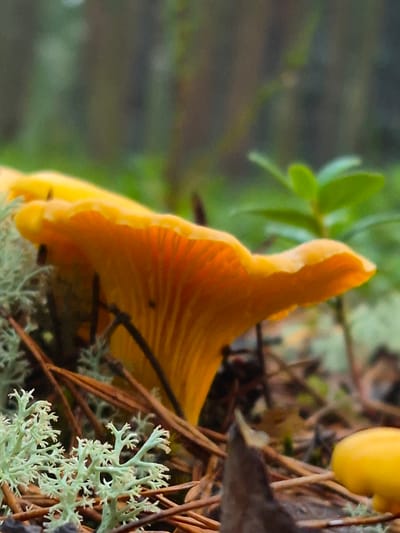 The image depicts a close-up, low-angle view of a vibrant yellow chanterelle mushroom (Cantharellus cibarius) growing in a forest floor setting. The mushroom's cap is wide and wavy, revealing delicate, brightly colored gills underneath, which are illuminated from within, showcasing shades of orange and yellow. The mushroom is surrounded by natural forest elements, including dry pine needles, bits of moss, and the pale, intricate structure of lichen. In the background, out-of-focus foliage and tree trunks suggest a woodland environment. The lighting is soft and natural, contributing to the serene and organic feel of the scene. This image was likely captured in the vicinity of Hargla, Estonia, a region known for its extensive forests and abundant wild mushrooms.
