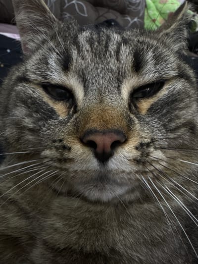 The image is a close-up, head-on portrait of a tabby cat. The cat has grey and brown fur with distinct stripes on its face and head. Its eyes are dark and partially closed, giving it a sleepy or unimpressed expression. The cat's nose is pink and appears wet. Long white whiskers are prominent on either side of its muzzle. The background is softly blurred, suggesting the cat is indoors, possibly on a bed or sofa, with hints of patterned fabric. There are no people or any indication of a specific location in the city of Большая Уса, Russia.