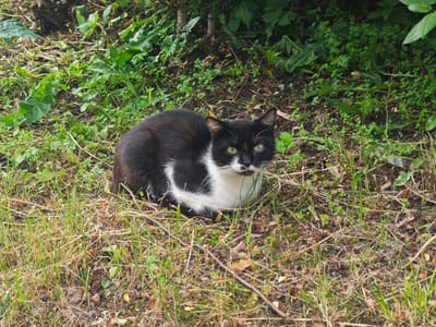 A black and white cat with green eyes is sitting on the ground in a grassy, wooded area. The cat is facing forward and looking at the camera. The background is filled with green foliage and trees. The ground is covered in dry grass and leaves. The scene appears to be in a natural setting, likely a park or backyard. The location is identified as Pushchino, Russia.