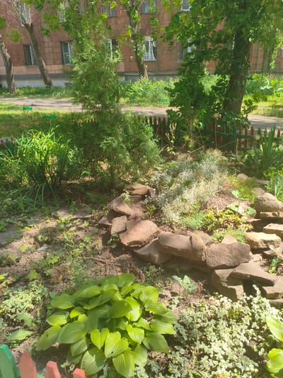 This image depicts a rock garden situated in Alchevsk, Ukraine. In the foreground, a cluster of vibrant green hosta plants is visible, bordered by a low fence painted with alternating red and green sections. Behind the hostas, a variety of low-growing plants with small, variegated leaves and a patch of delicate white flowers create a textured ground cover. The rock garden itself is constructed with irregular brown stones, forming a raised bed for the plants. A small evergreen conifer stands to the left of the rock garden, and to its right, taller green foliage and a tree with a thick trunk are present. In the background, the facade of a multi-story brick building with numerous windows can be seen, suggesting an urban or semi-urban setting. Trees with green leaves partially obscure the building. The ground is a mixture of soil and small stones, with scattered green plants. The lighting indicates it is daytime, with dappled sunlight falling on the scene.