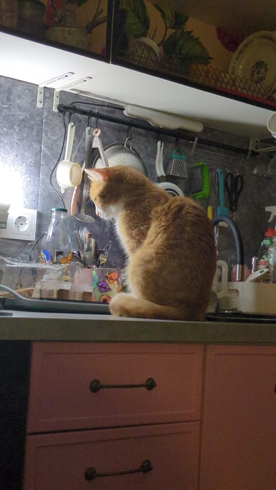 An orange tabby cat is perched on the edge of a kitchen counter, facing away from the viewer and looking towards a sink area filled with various kitchen utensils. The cat is in profile, with its head slightly turned down. Behind the cat, on the counter, is a glass jar, a bottle, and a rack with cutlery. Above the sink, a rack holds kitchen tools such as a grater, a whisk, and a strainer. The kitchen has a grey tiled backsplash and a light-colored countertop. In the foreground, the upper portion of two pink drawers with dark handles is visible. The scene appears to be indoors, in a domestic kitchen environment, possibly in Khor, Russia, as indicated by the context.