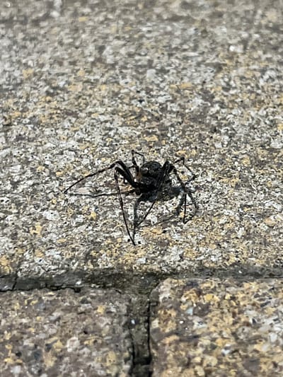 A black spider with long, thin legs is positioned on a textured gray and yellow surface, possibly a sidewalk or paved area, in Krasnaya Polyana, Russia. The spider is facing towards the left of the frame, with its body and legs clearly visible against the rough, granular background. The lighting suggests it is daytime, with shadows cast by the spider. The environment appears to be outdoors, with the texture of the ground being the primary focus along with the insect.