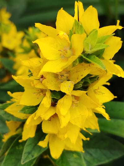 This media file is a close-up, vertical, eye-level shot of a cluster of bright yellow flowers. The flowers are the primary subject, with their five-petaled structure and fuzzy green sepals clearly visible. The petals have a slightly crinkled texture and are speckled with tiny brown dots, possibly pollen. In the foreground, the flowers are in sharp focus, while the background consists of blurred green foliage, suggesting a garden or natural setting. The lighting appears to be natural daylight, illuminating the vibrant yellow of the petals. There are no people, text, or discernible activity taking place. The image captures the intricate details of the flowers, emphasizing their color and texture. The setting is implied to be outdoors, likely in a temperate climate, given the type of flowering plant and foliage. There are no specific indicators of the time of day or weather conditions beyond the presence of daylight. The location context provided, Balashikha, Russia, offers a geographical placement for this natural scene.