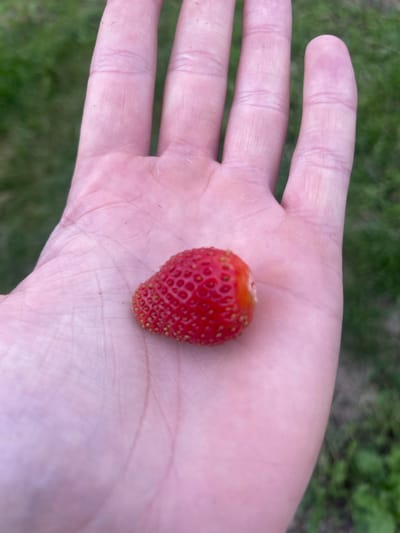 A single, small, ripe strawberry rests in the palm of a person's hand, which is open with fingers extended and slightly curled. The strawberry is red with visible seeds and a slight green calyx at the stem end, which is not fully visible. The hand appears pale pink and is resting against a background of blurred green grass. The image is taken from a top-down perspective. The location is not specified in the image or its metadata, therefore no location in the city of Kharnavy, Russia can be confirmed.