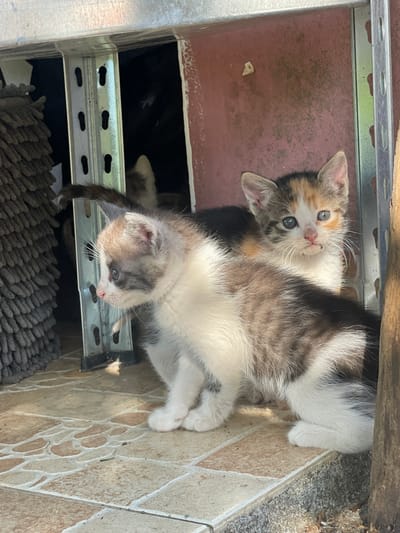 The image captures two young kittens nestled in a sunlit, semi-enclosed space, likely outdoors or in a transitional area. The perspective is rotated, with the kittens appearing to look upwards towards the left side of the frame.

One prominent kitten, a dilute calico with distinctive patches of white, grey, and orange-brown fur, has striking blue eyes and is looking directly at the viewer with an innocent and curious expression. Its head is tilted slightly, and its delicate pink nose is visible. Beneath and partially obscured by the calico kitten is another kitten, predominantly white with soft grey-brown markings, which is looking downwards and away from the camera. Its fluffy body and tail are visible, indicating it is resting comfortably.

The kittens are situated on a light-colored tiled surface with a textured, slightly worn appearance, suggesting an outdoor patio or porch area. To the immediate left of them, a dark, thick-textured mat or rug is visible. Above the kittens, a metallic, slotted shelving unit or frame creates a partial overhead cover. Behind the calico kitten, a reddish-brown wall or surface is present, and a dark, shadowy area beneath the metal structure hints at further depth or hidden elements, possibly another dark animal. A wooden beam is visible at the very top edge of the frame.

The bright, natural light indicates it is daytime with clear weather, casting soft shadows. The kittens appear calm, comfortable, and curious. There is no visible text in the image. The scene is set in Danilovgrad, Montenegro.