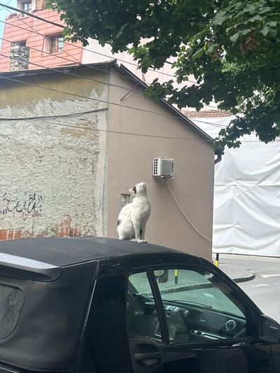 A white and black cat sits perched on the black convertible roof of a car, looking up. The cat is positioned in the foreground. Behind the car, a light brown building features an air conditioning unit mounted on its exterior wall. To the left of the building, another structure with a textured, light-colored wall is visible, showing signs of wear and some graffiti. Further left, a building with a red, tiled roof and windows is partially obscured by trees. The background includes a white tarp or sheeting covering something, and a street with a curb. The scene appears to be in an urban setting, possibly Vracar Urban Municipality, Serbia, given the architectural style and general ambiance.