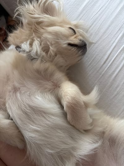 A light-colored dog is sleeping on a white textured surface, possibly a bedsheet. The dog is lying on its side, with its head resting and eyes closed. Its fur is fluffy and light brown. The surface is wrinkled, indicating it is likely a fabric. There are no visible people or other animals in the image. The scene appears to be indoors. There is no information in the image to determine the location within Southend-on-Sea, United Kingdom.