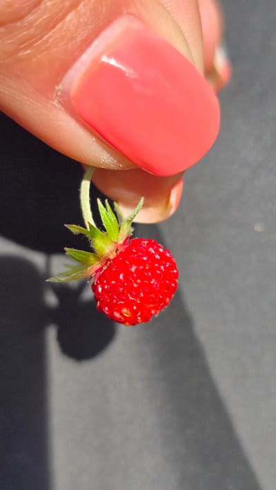 A close-up, high-angle shot captures a tiny, bright red wild strawberry held between the thumb and forefinger of a person. The strawberry is diminutive, with visible seeds and a delicate green stem topped with sepals. The finger holding the strawberry has a polished, coral-pink nail. The background is a dark, textured surface, possibly fabric or stone, with a soft shadow cast by the strawberry and finger. The scene appears to be outdoors, given the lighting and shadow.